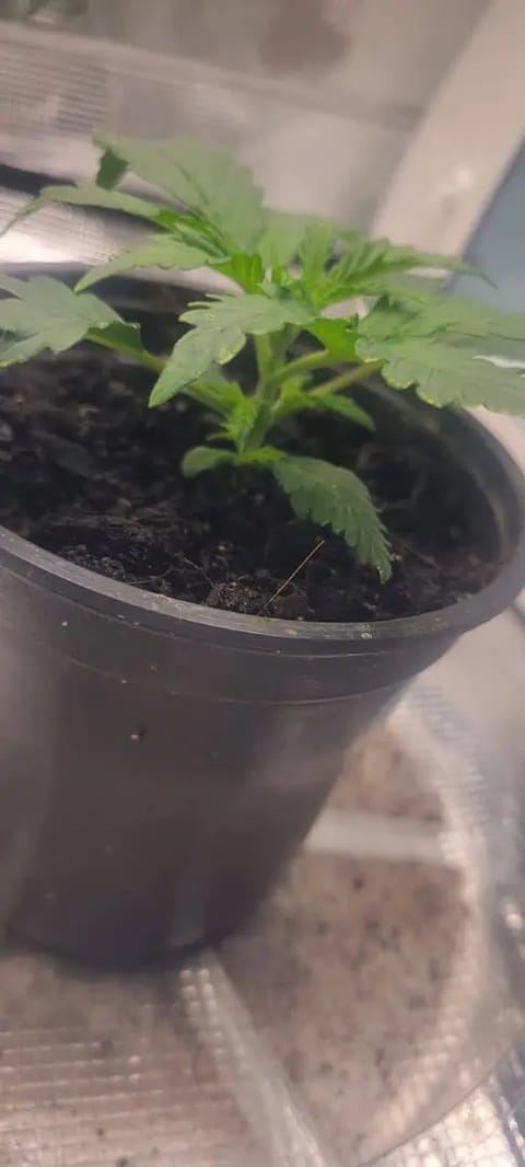 Little Grow Big Dream — vegetative, day 16