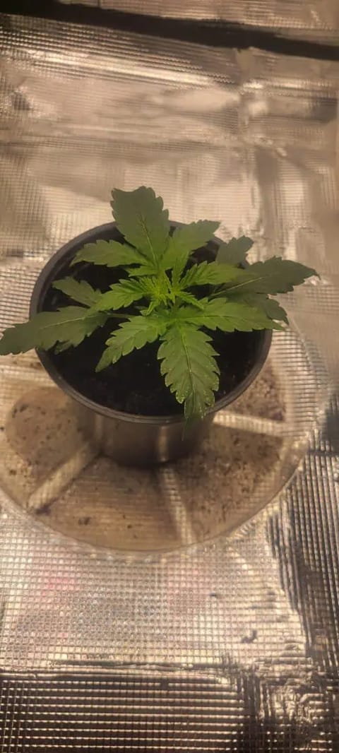 Little Grow Big Dream — vegetative, day 16