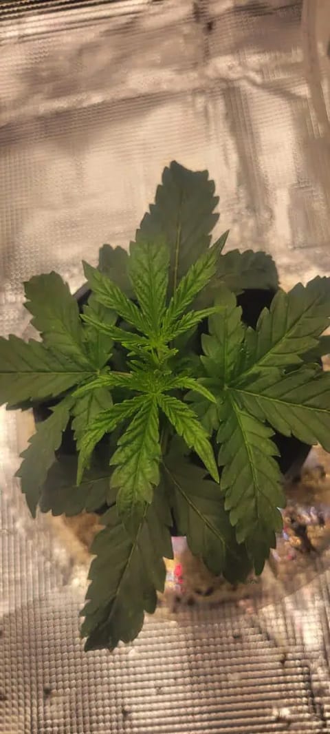 Little Grow Big Dream — vegetative, day 19