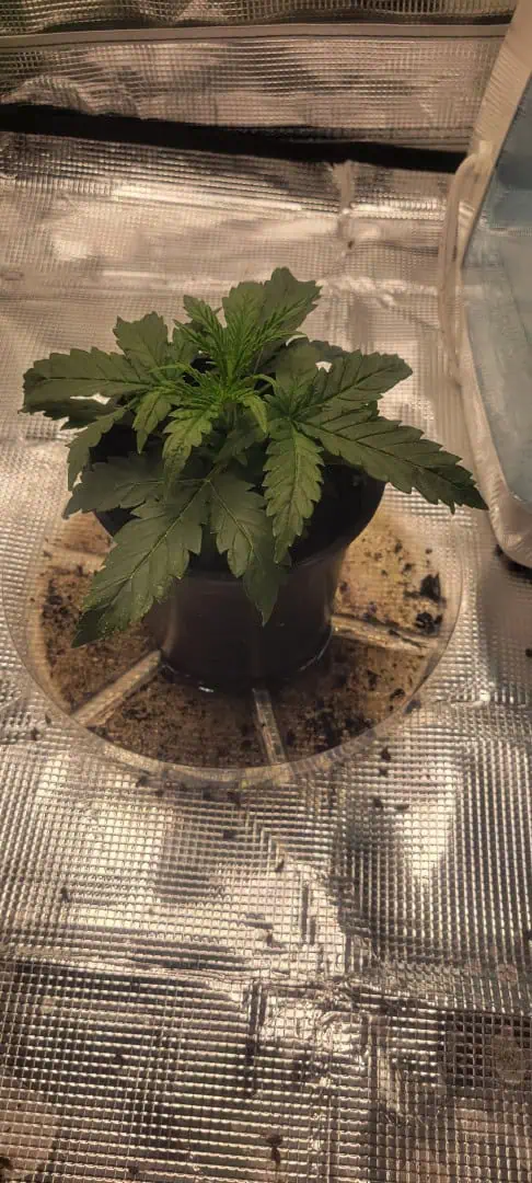 Little Grow Big Dream β vegetative, day 19