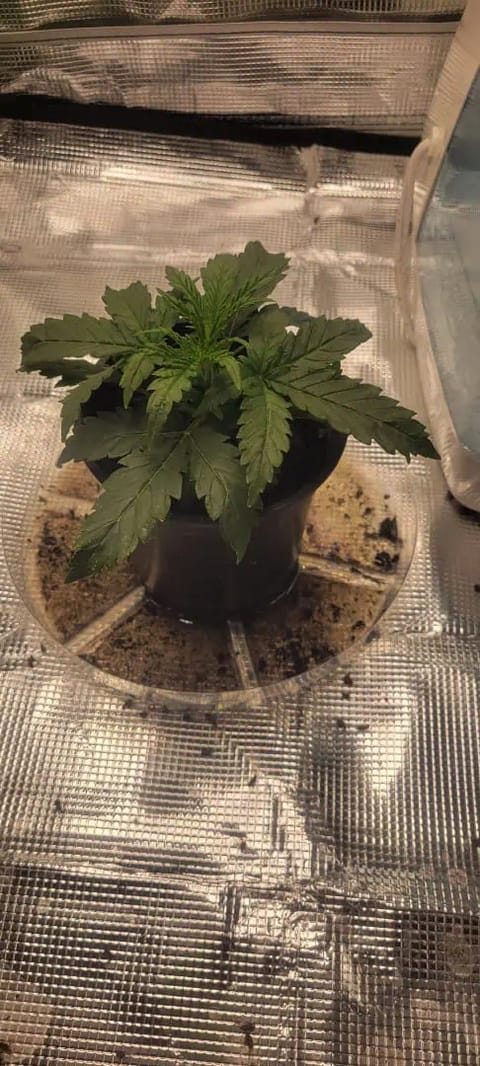 Little Grow Big Dream — vegetative, day 19
