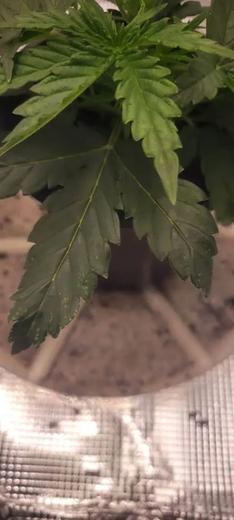 Little Grow Big Dream — vegetative, day 20