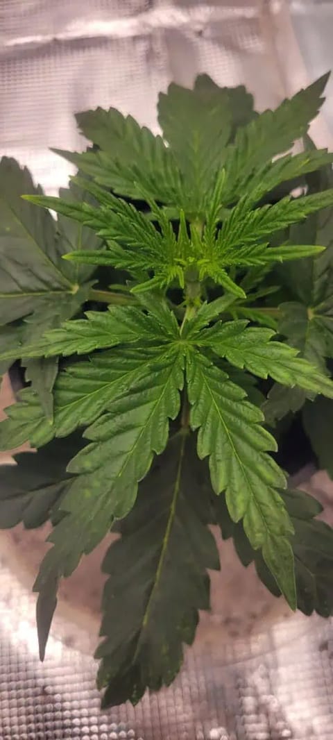 Little Grow Big Dream — vegetative, day 20