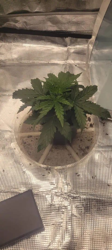 Little Grow Big Dream — vegetative, day 20
