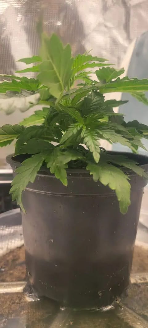 Little Grow Big Dream — vegetative, day 21