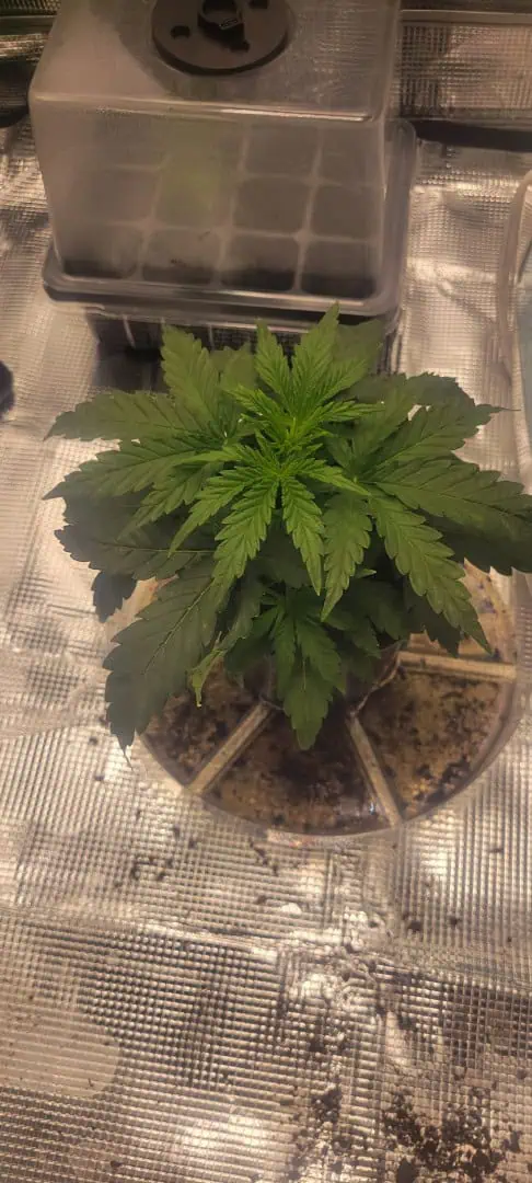 Little Grow Big Dream β vegetative, day 21