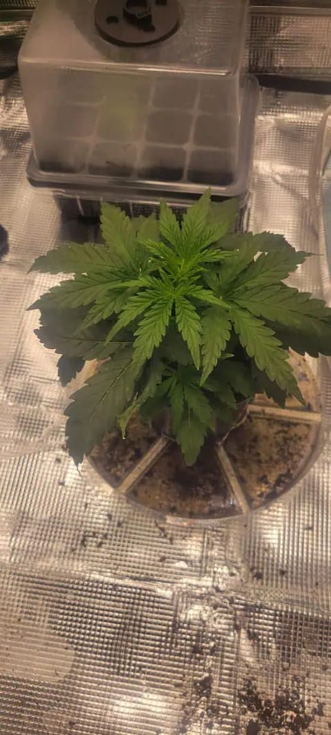 Little Grow Big Dream — vegetative, day 21