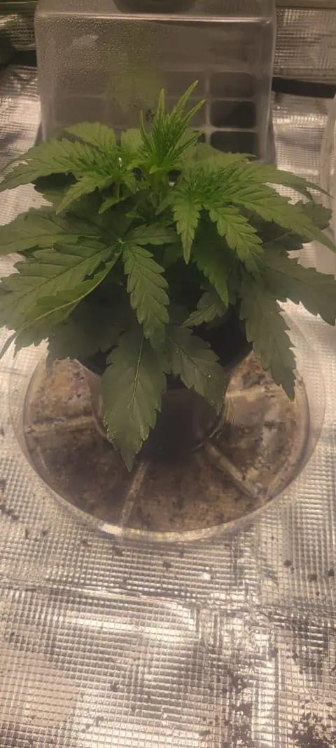 Little Grow Big Dream — vegetative, day 23