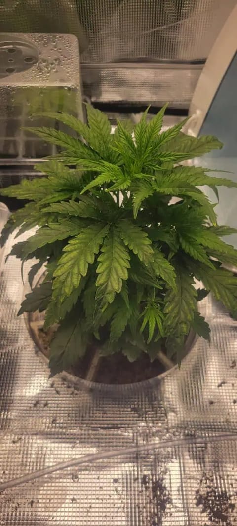 Little Grow Big Dream — vegetative, day 25