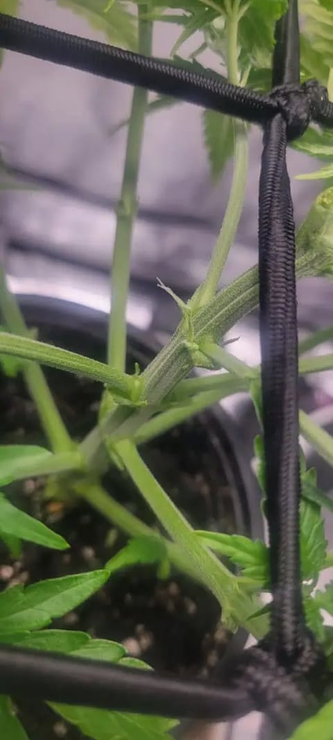 Little Grow Big Dream — flower, day 28