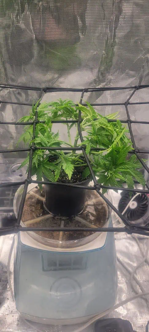 Little Grow Big Dream β flower, day 28