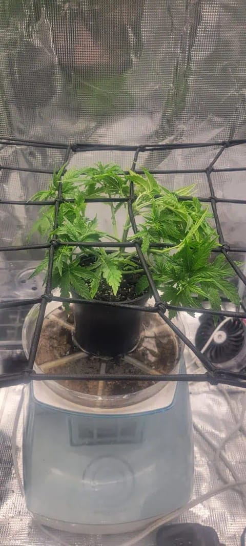 Little Grow Big Dream — flower, day 28