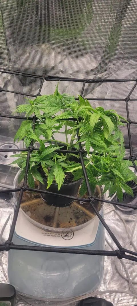 Little Grow Big Dream — flower, day 29