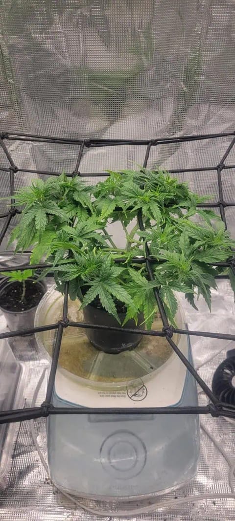 Little Grow Big Dream — flower, day 31