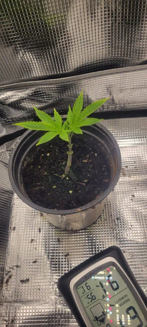Cloning around? — vegetative, day 12