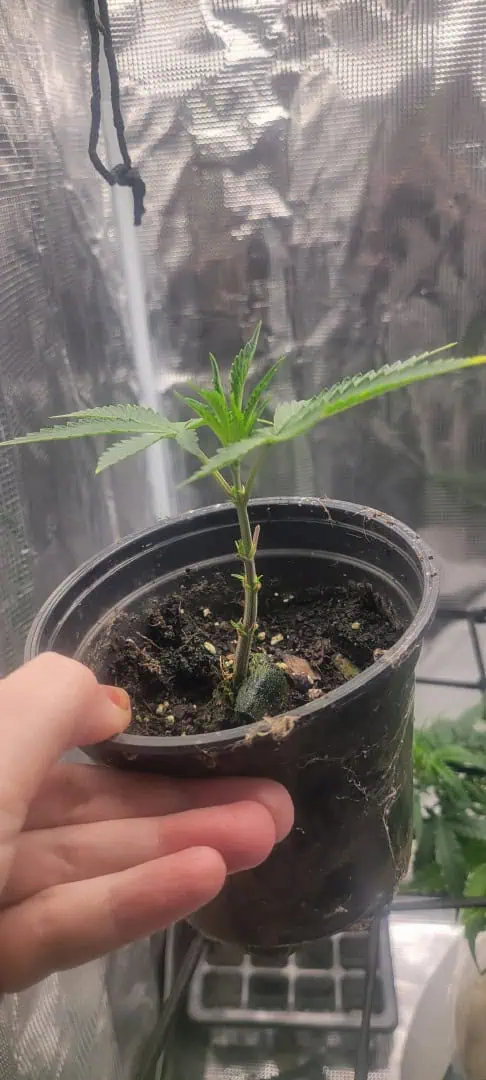 Cloning around? — vegetative, day 14