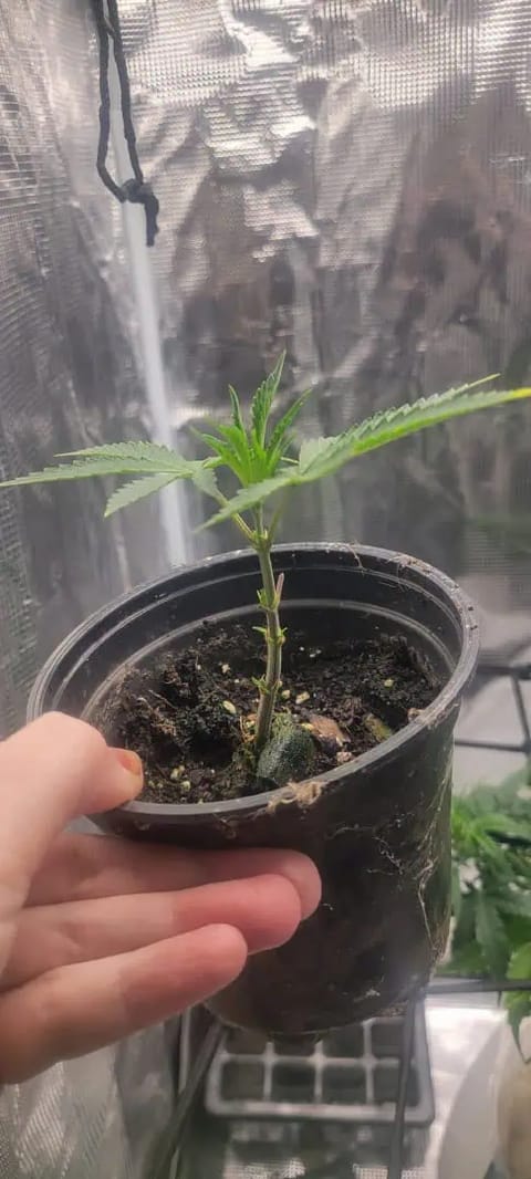 Cloning around? — vegetative, day 14