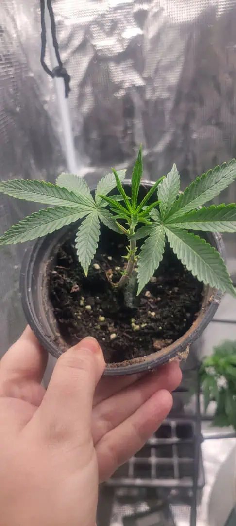 Cloning around? — vegetative, day 14