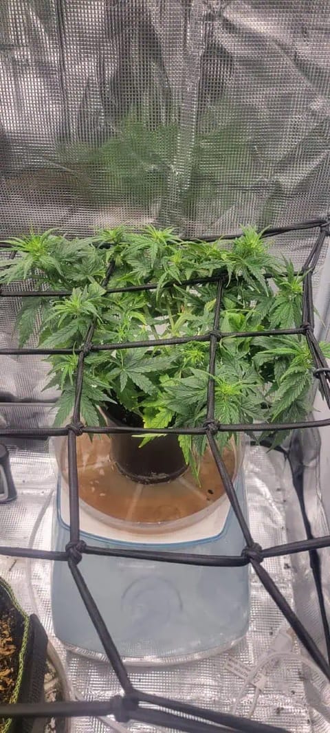 Little Grow Big Dream — flower, day 35
