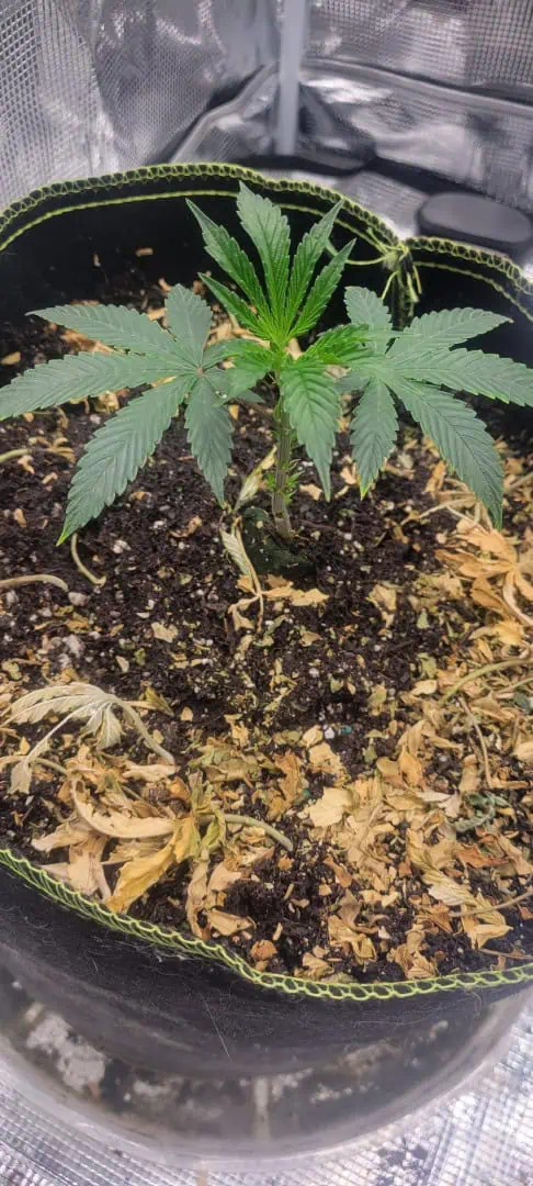 Cloning around? — vegetative, day 16