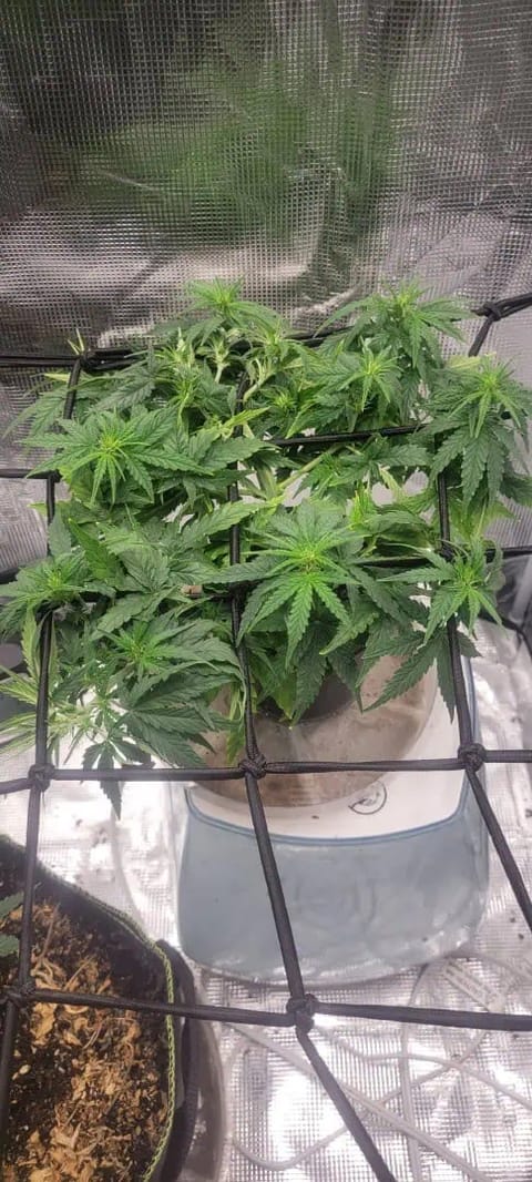 Little Grow Big Dream — flower, day 36