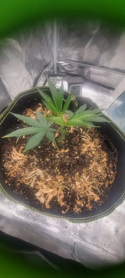 Cloning around? — vegetative, day 17