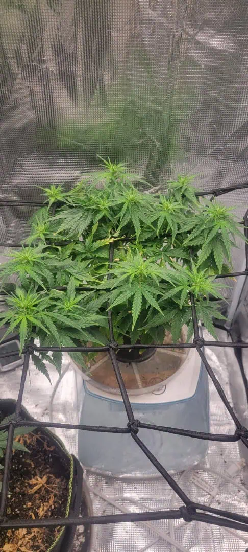 Little Grow Big Dream β flower, day 39