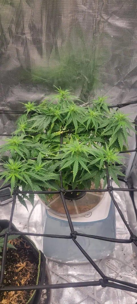 Little Grow Big Dream — flower, day 39