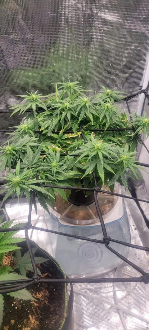 Little Grow Big Dream — flower, day 46