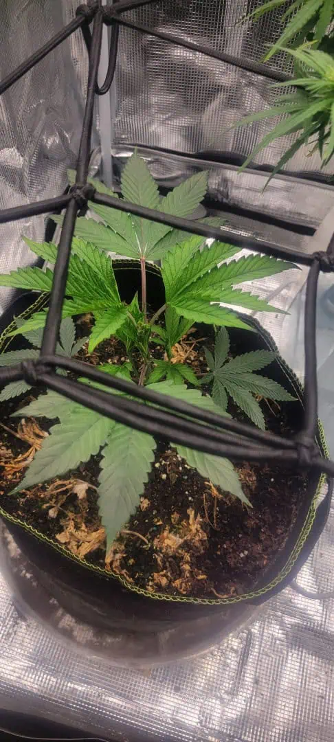 Cloning around? — vegetative, day 27