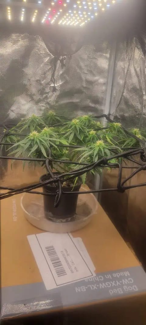 Little Grow Big Dream — flower, day 47