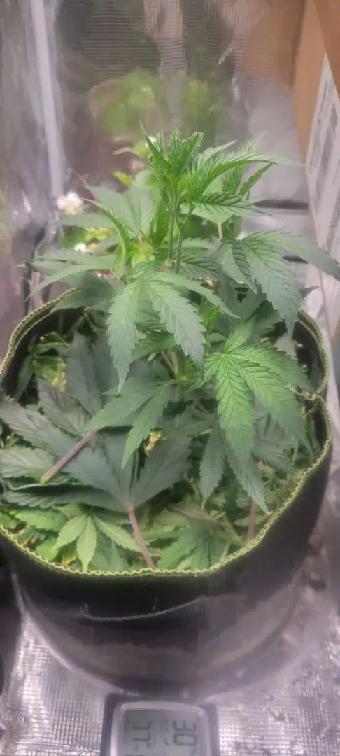 Cloning around? — vegetative, day 28