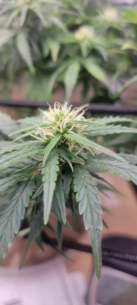 Little Grow Big Dream — flower, day 50