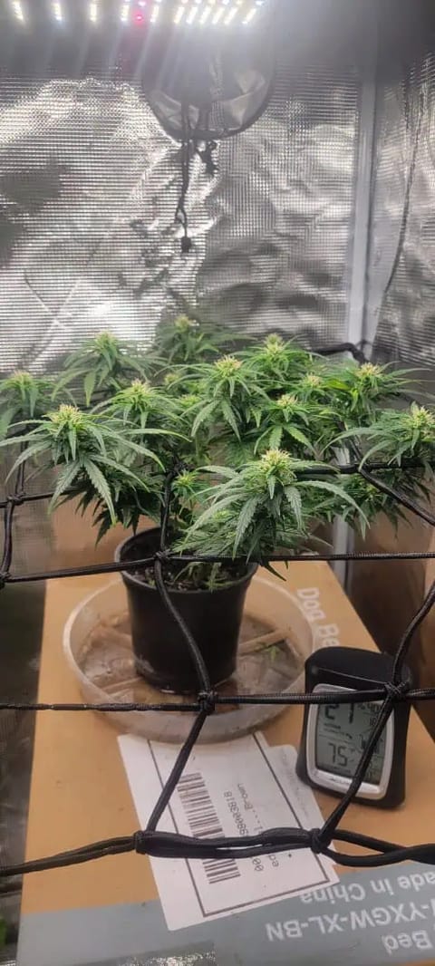 Little Grow Big Dream — flower, day 50