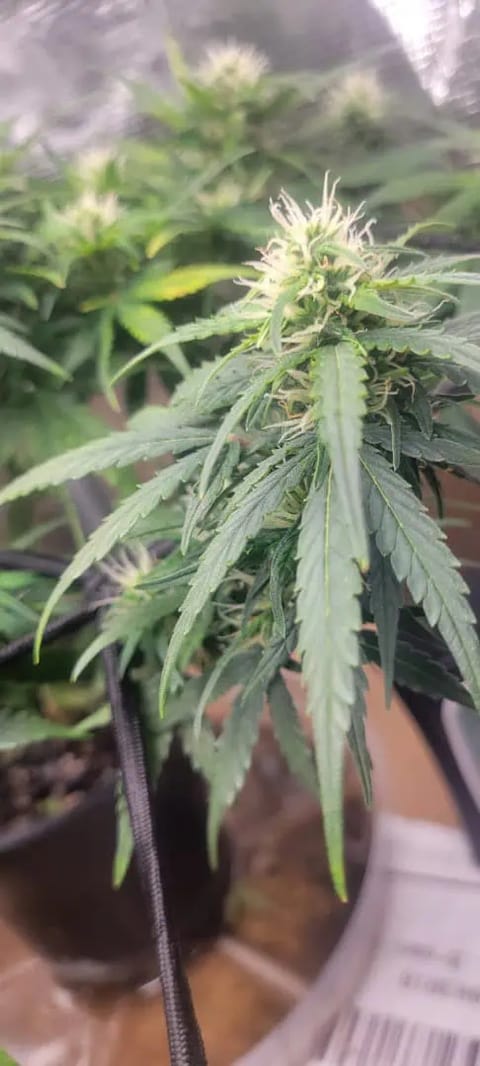 Little Grow Big Dream — flower, day 56