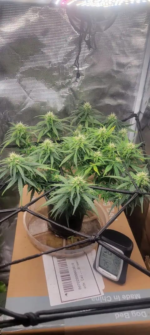 Little Grow Big Dream — flower, day 56