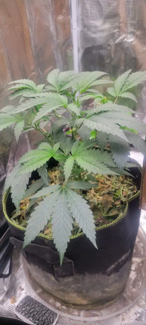 Cloning around? — vegetative, day 37