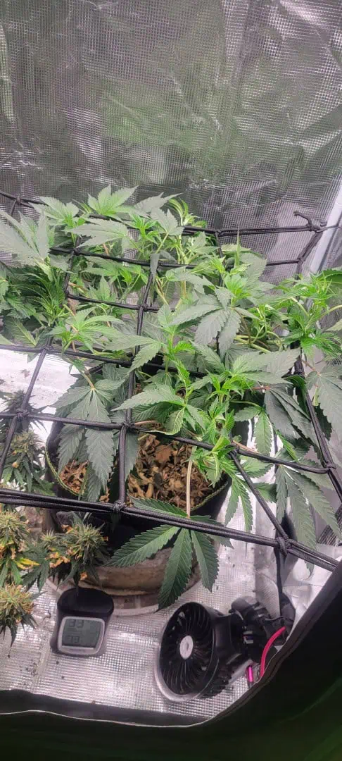 Cloning around? — flower, day 53