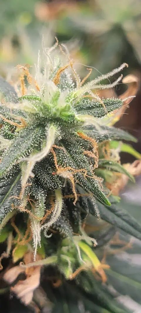 Little Grow Big Dream — flower, day 72