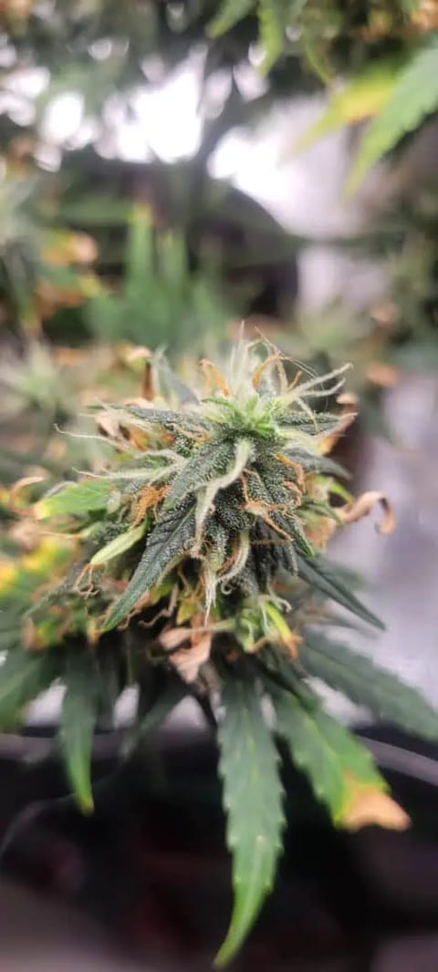 Little Grow Big Dream — flower, day 72