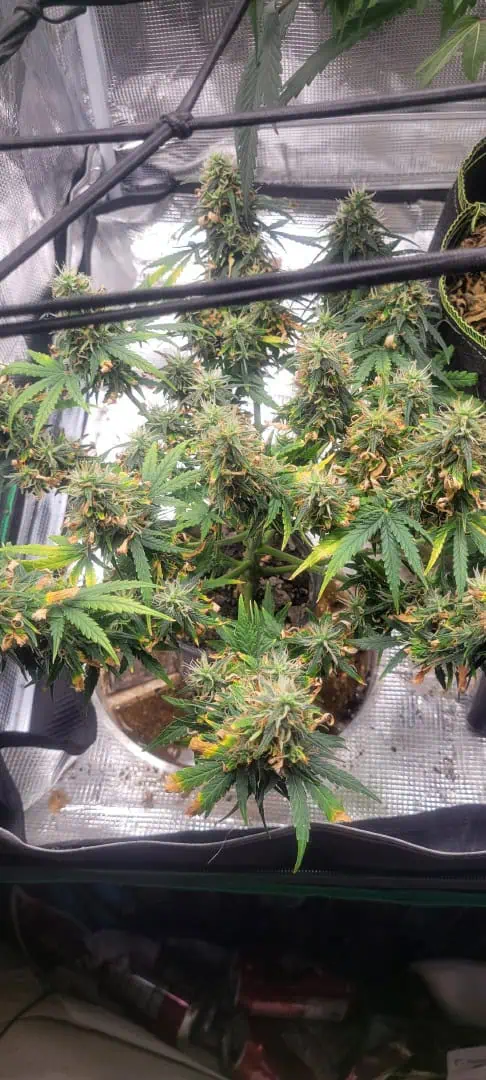 Little Grow Big Dream β flower, day 72