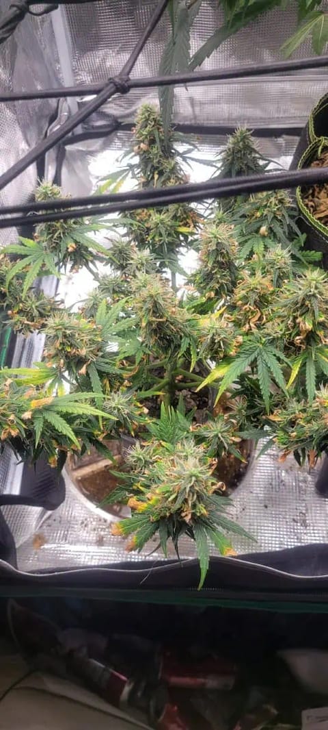 Little Grow Big Dream — flower, day 72