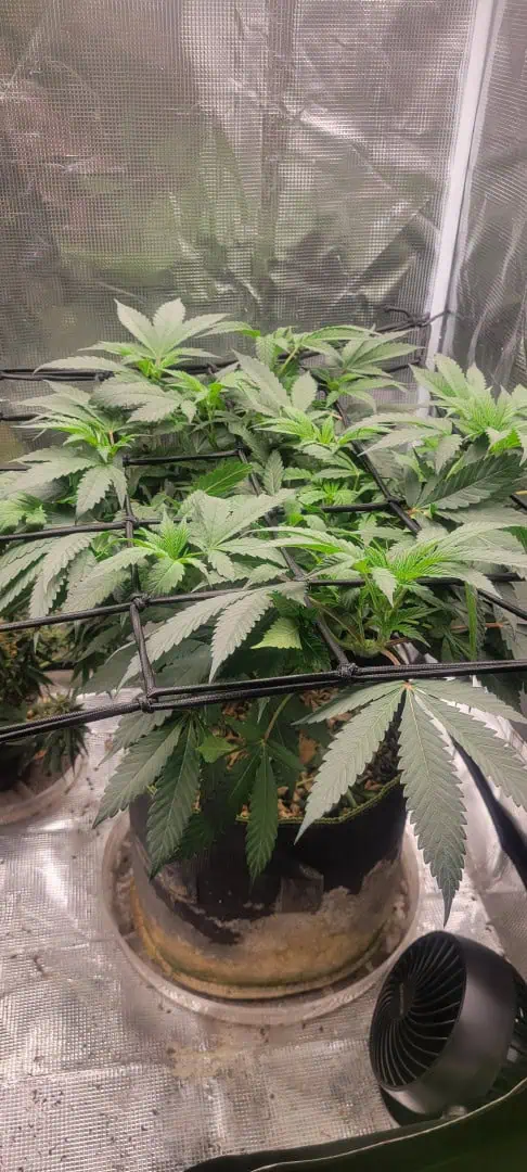 Cloning around? — flower, day 57