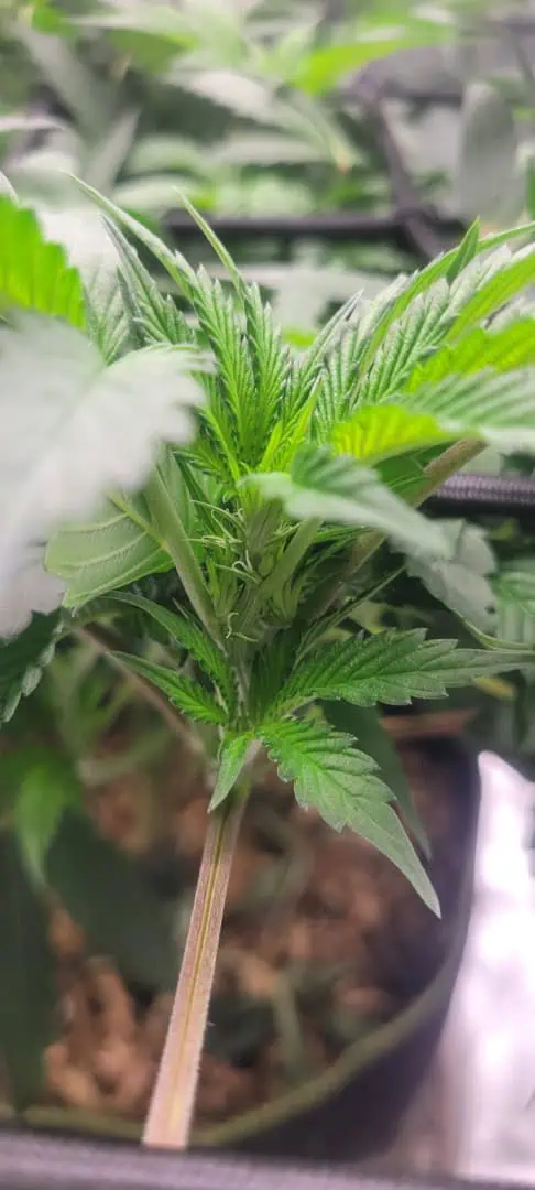 Cloning around? — flower, day 57