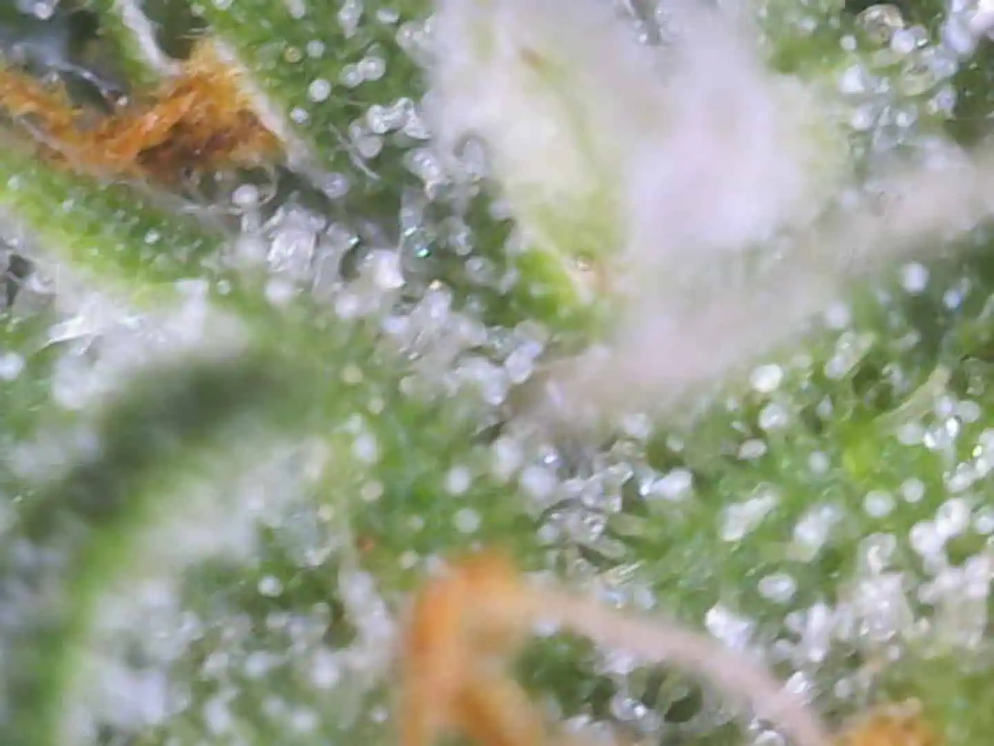 Little Grow Big Dream β flower, day 77