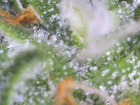 Little Grow Big Dream — flower, day 77