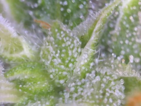 Little Grow Big Dream — flower, day 77