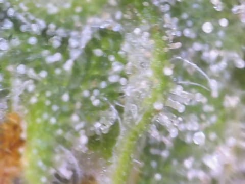 Little Grow Big Dream — flower, day 77