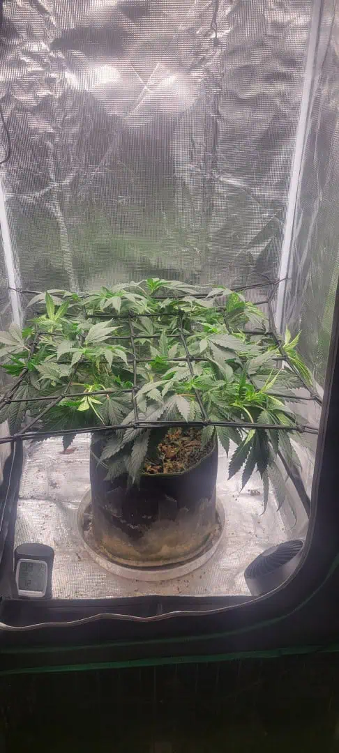 Cloning around? — flower, day 62