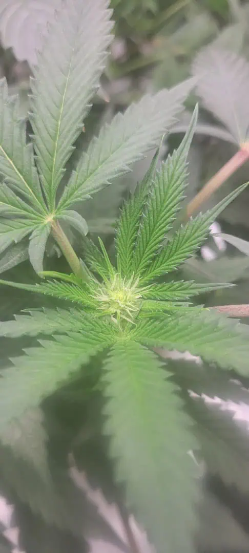 Cloning around? — flower, day 64